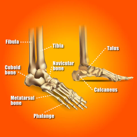 Body Foundation: A Complete Guide on Foot Anatomy (2025) Body Foundation